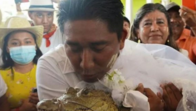 out-with-the-snake,-in-with-the-alligator?-man-weds-animal-for-good-fortune