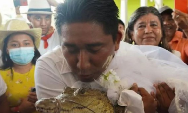 out-with-the-snake,-in-with-the-alligator?-man-weds-animal-for-good-fortune