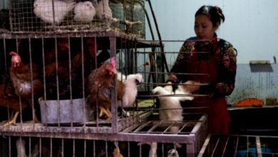 china-detects-first-human-case-of-h3n8-bird-flu