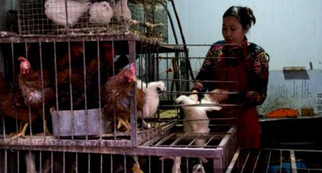 china-detects-first-human-case-of-h3n8-bird-flu