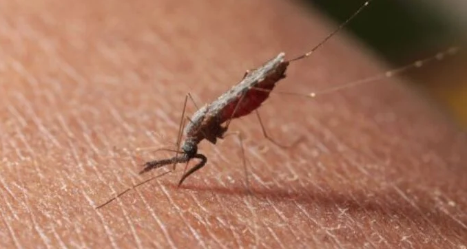 africa-reported-over-600,000-malaria-deaths-in-2021,-says-who