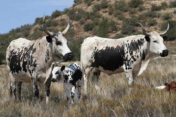 four-arrested-for-snatching-n600,000-cow-sale-proceeds