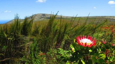 flowers-begin-to-bloom-at-the-west-coast-national-park