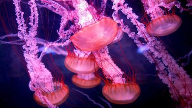 scientists-find-clues-to-what-makes-‘immortal-jellyfish’-immortal