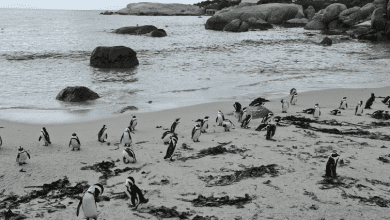bird-flu-cases-reported-at-penguin-colony-in-simon’s-town,-western-cape