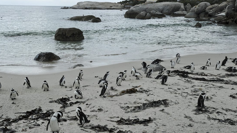 bird-flu-cases-reported-at-penguin-colony-in-simon’s-town,-western-cape