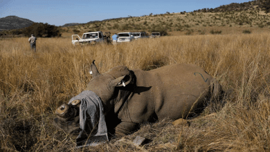 wayne-bolton-completes-his-third-cycling-expedition-in-gqeberha-to-mark-world-rhino-day