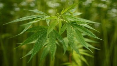 japan-health-panel-recommends-allowing-import,-use-of-medical-marijuana-products