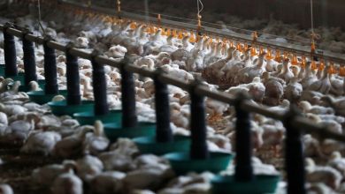 worst-ever-bird-flu-crisis-in-europe-raises-risks-for-next-season:-efsa