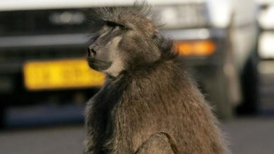 baboon-recaptured-after-being-spotted-in-johannesburg