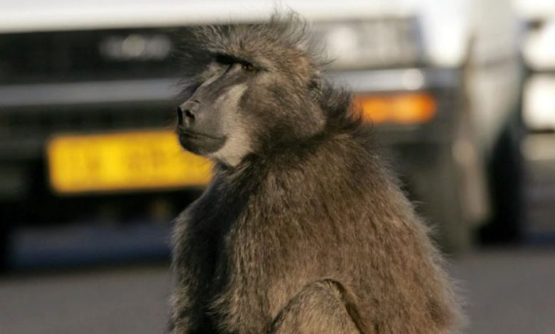 baboon-recaptured-after-being-spotted-in-johannesburg