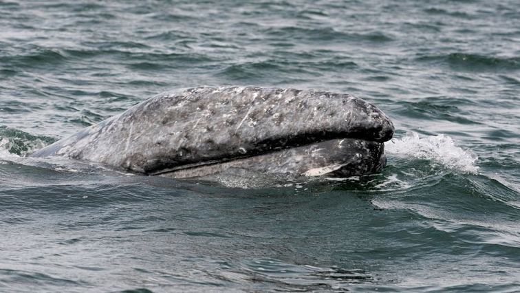 gray-whale-numbers-along-north-america’s-west-coast-down-nearly-40%-since-2016