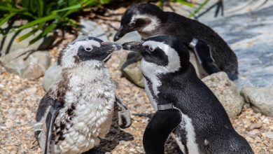 international-african-penguin-awareness-day-marked-with-24-hour-dive-in-durban