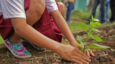 children-it’s-time-to-be-a-hero-and-plant-a-tree:-why-children-are-our-pioneers-in-fighting-climate-change