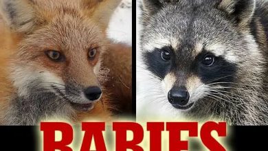 nigeria-records-53-rabies-cases,-17-deaths-in-2-years