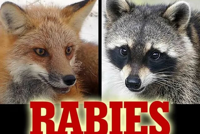 nigeria-records-53-rabies-cases,-17-deaths-in-2-years