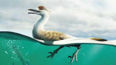 ‘amazing’-goose-necked-dinosaur-was-built-like-a-diving-bird