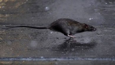 help-wanted:-new-york-city-seeks-‘badass’-rat-czar