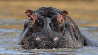 2-year-old-boy-survives-after-hippo-swallowed-‘half-of-his-body’