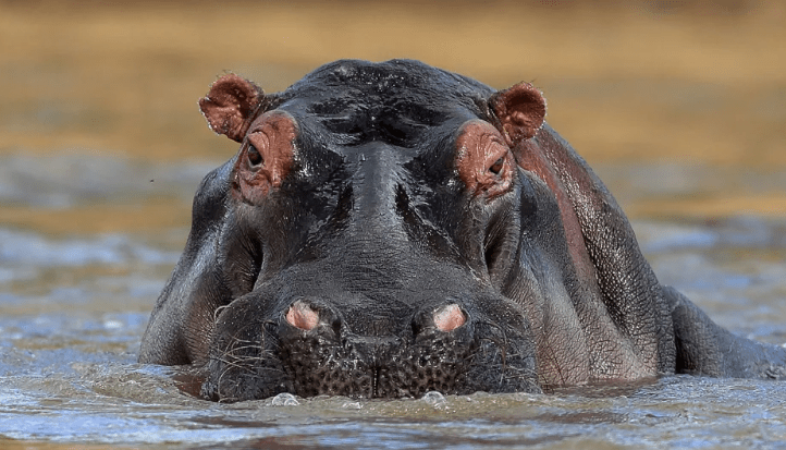 2-year-old-boy-survives-after-hippo-swallowed-‘half-of-his-body’