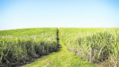 scrap-sugar-tax,-say-canegrowers