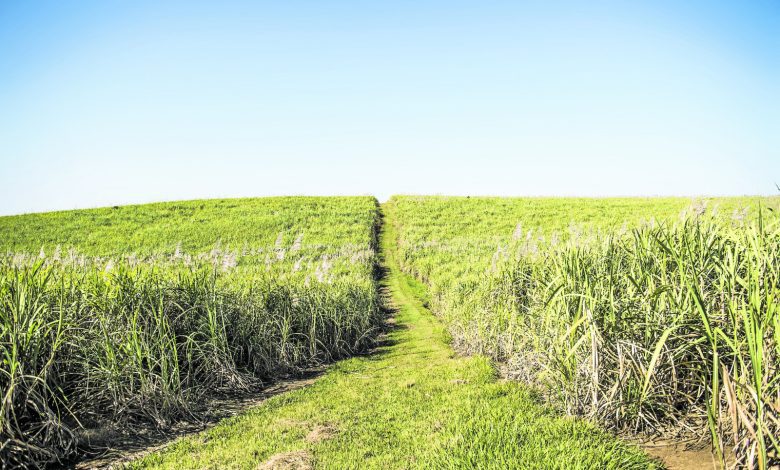 scrap-sugar-tax,-say-canegrowers