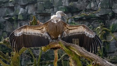 endangered-white-back-vultures-and-tawney-eagles-poisoned-at-kzn-community-reserve