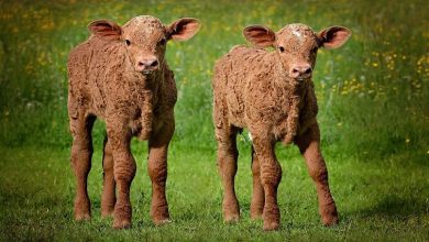 twin-births-among-cattle-becoming-more-prevalent