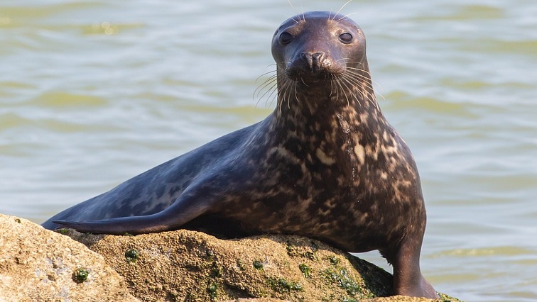 cape-town-beachgoers-advised-to-stay-clear-of-seals,-other-marine-animals