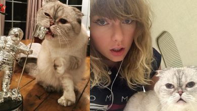 singer-taylor-swift’s-cat-is-world’s-3rd-richest-pet-with-ksh11.9b-net-worth