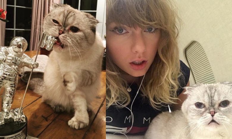 singer-taylor-swift’s-cat-is-world’s-3rd-richest-pet-with-ksh11.9b-net-worth