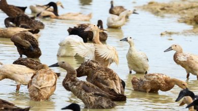 army-of-pest-munching-ducks-keep-south-african-vineyard-blooming