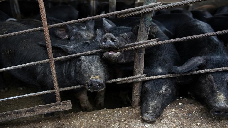 greece-detects-a-type-of-swine-fever-in-a-wild-boar