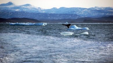 countries-gather-to-thrash-out-un-ocean-protection-treaty