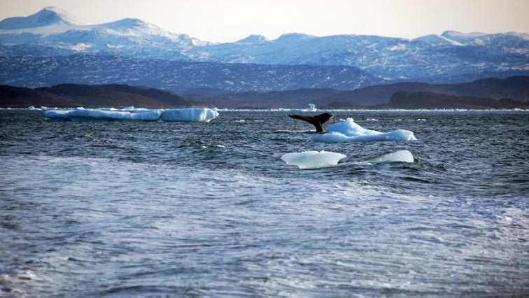 countries-gather-to-thrash-out-un-ocean-protection-treaty