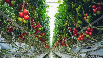 10-ways-to-make-cities-sustainable-with-urban-farming