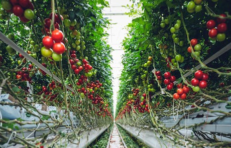 10-ways-to-make-cities-sustainable-with-urban-farming