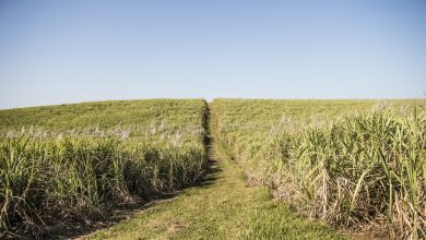 after-tongaat,-kzn-sugar-mill-gledhow-seeks-business-rescue