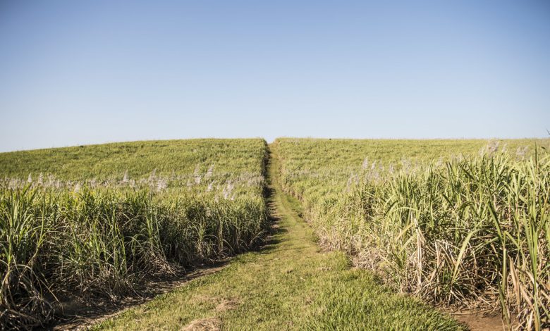 after-tongaat,-kzn-sugar-mill-gledhow-seeks-business-rescue