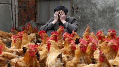 chile-detects-first-case-of-bird-flu-in-a-human