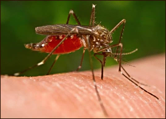 world-malaria-day-2023:-time-to-deliver-zero-malaria