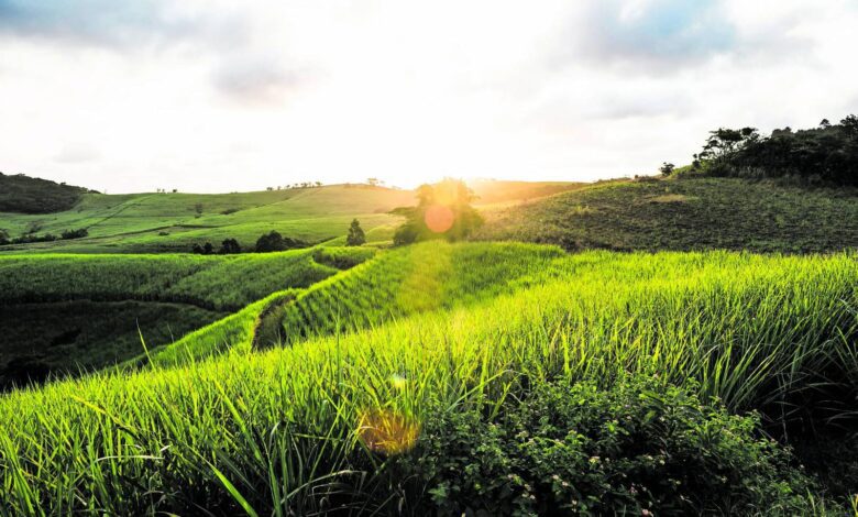 sugarcane-farmers-at-risk-if-mills-keep-defaulting-on-payments