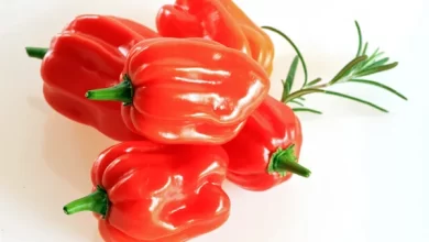 is-habanero-another-name-for-scotch-bonnet-or-is-it-a-different-pepper-specie?-find-out