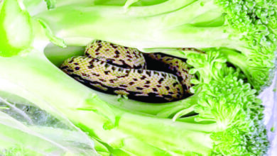 shopper-finds-snake-inside-bag-of-broccoli