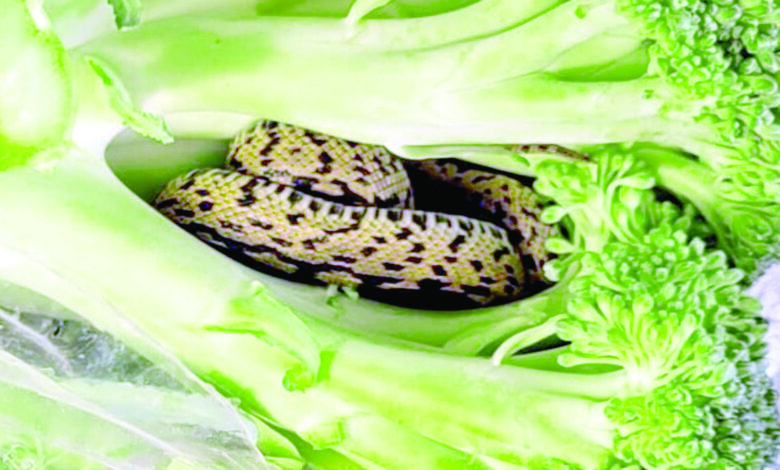 shopper-finds-snake-inside-bag-of-broccoli