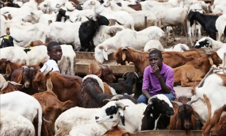 anthrax:-avoid-sick-animals,-livestock-from-states-close-to-benin-rep,-chad,-niger-rep,-ghana-togo-–-ncdc-warns-eid-al-adha-celebrants