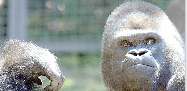 gorilla-initially-thought-to-be-male-gives-birth