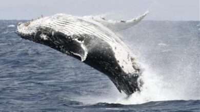 south-africa’s-east-and-west-coasts-witness-annual-whale-migration-from-antarctica