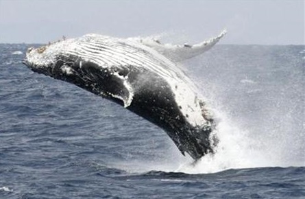 south-africa’s-east-and-west-coasts-witness-annual-whale-migration-from-antarctica