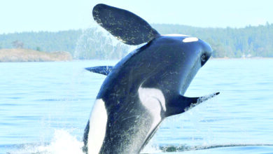 killer-whales-guard-their-sons-not-daughters